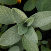 Sage Incense
