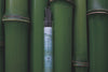 Aotake Green Bamboo - Tokyo Kodo Incense