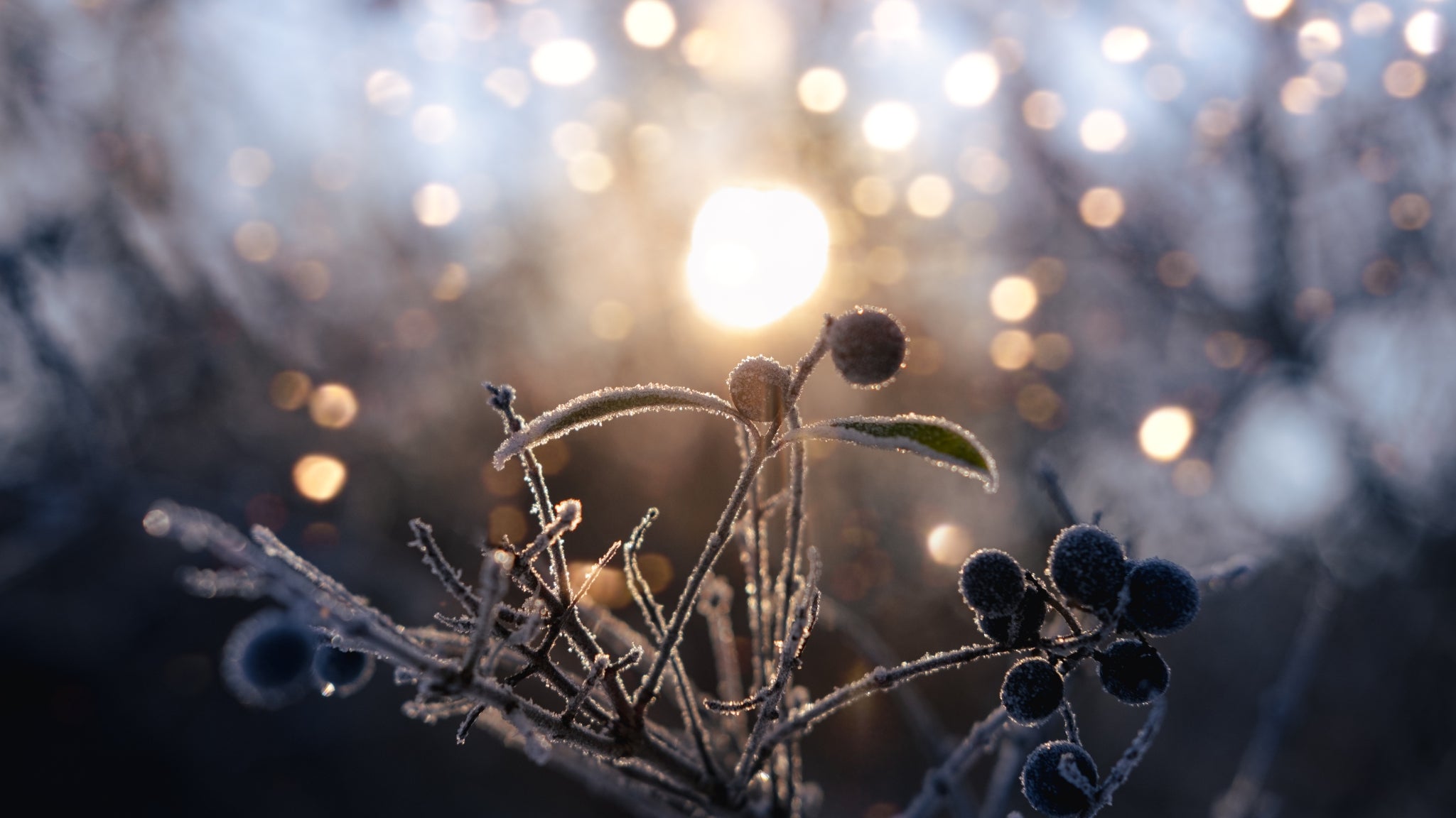 Winter Mornings: Rituals to Rise and Shine – Kin North